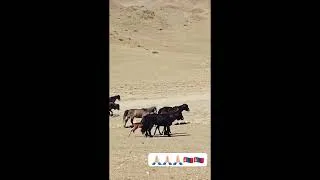 Miniature : J'ai rencontré un troupeau de chevaux traversant la fameuse vallée rouge #mongolie  #laurentmartel