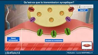 Miniature : ✅ Tout savoir et comprendre sur la transmission synaptique ⏱️🧠