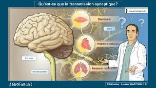 Miniature : ✅ Tout savoir et comprendre sur La transmission synaptique : la 1ère minute ! ⏱️🧠