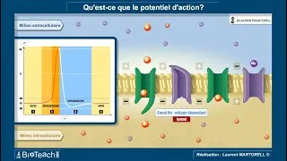 Miniature : ✅ Tout savoir et comprendre sur le potentiel d'action ! ⏱️🧠