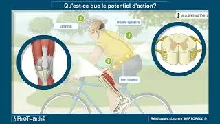Miniature : ✅ Tout savoir et comprendre sur le potentiel d'action : la 1ère minute ! ⏱️🧠
