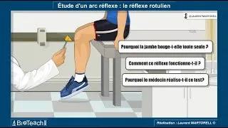 Miniature : ✅ Tout savoir et comprendre sur le réflexe rotulien : les 30 premières secondes ! ⏱️🧠