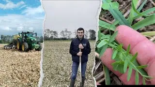 Miniature : Essaie méteil : développement des modalités dans les cannes de maïs