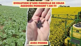 Miniature : Suivi de tout le cycle de culture du colza associé 2024