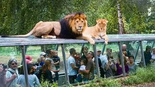 Miniature : Thoiry : le Zoo qui ne ressemble à aucun autre