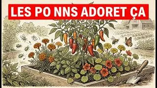 Miniature : Récoltez des POIVRONS GÉANTS: Les Plantes Compagnes SECRÈTES à Connaître Absolument!