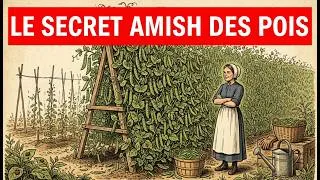 Miniature : L'Incroyable Astuce Amish pour les Pois: 40 Livres dans un Petit Espace? Vous n'y Croirez Pas!