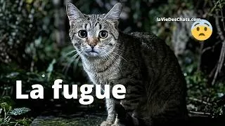 Miniature : MON CHAT CHARLY S'ENFUIT EN PLEINE NUIT ET CE QUE SACHA A RÉUSSI