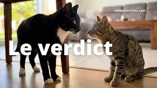 Miniature : VOTRE DEUXIÈME CHAT EST ARRIVÉ ? CE QUE VOTRE PREMIER RESSENT VRAIMENT