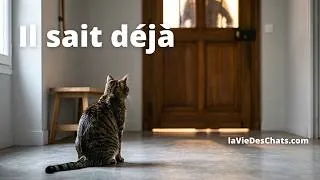 Miniature : VOTRE CHAT SAIT QUE C'EST VOUS ... AVANT MÊME DE VOUS VOIR