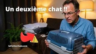 Miniature : J'AI RAMENÉ UN DEUXIÈME CHAT À LA MAISON ... ET RIEN N'ÉTAIT GAGNÉ