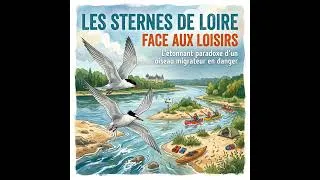 Miniature : Les sternes de Loire face aux loisirs