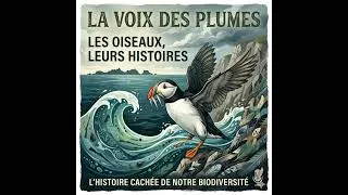 Miniature : 🐧 Des fusils aux algorithmes : Le destin du Macareux moine