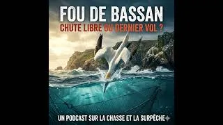 Miniature : Le Fou de Bassan : Chute Libre vers l’Extinction ?