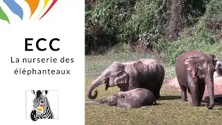 Miniature : ECC - La nurserie des éléphanteaux