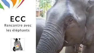 Miniature : ECC - Rencontre avec les éléphants