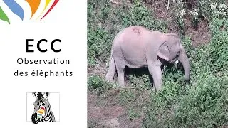 Miniature : ECC - Observations des éléphants