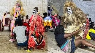 Miniature : 😱🔥Simba faux lion 🦁 Samba sow et son groupe 😱