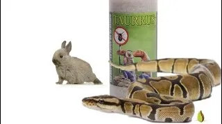 Miniature : Infestation d’acariens !!! TARRUS !!!la solutions