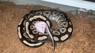 Miniature : Nourrissage des serpents