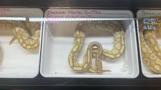 Miniature : Reptilyon : bourse aux reptile 11 & 12 novembre 2023