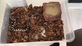 Miniature : Nouveau arrivent ( pantherophis guttatus )