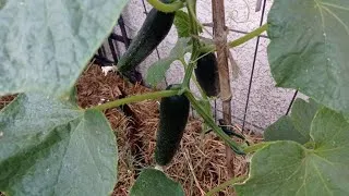 Miniature : Un tour du potager🍅🥒🌶️ qui va bien🌞👍
