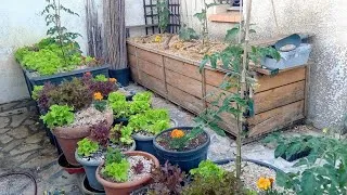 Miniature : Paillage: Paille/Lin/Chanvre🌾 et les premiers 🥒