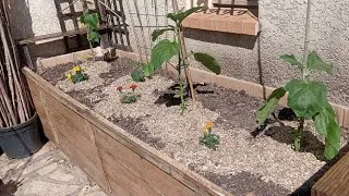 Miniature : J'ai tout planté en double 🍆🍅🥒 et en extérieur ☺️ (Dans le Sud)👍