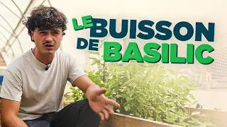 Miniature : MULTIPLIER SON BASILIC : les gestes pour le garder tout l'été 🌿