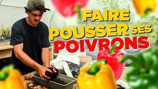 Miniature : CULTURE DU POIVRON : semer, pincer et réussir ses récoltes 🫑
