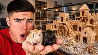 Miniature : J’AI CONSTRUIT UN CHÂTEAU GÉANT POUR MES ANIMAUX ! 😱