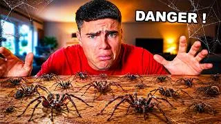 Miniature : JE ME FAIS ENVAHIR PAR DES ARAIGNÉES SAUVAGES !