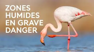 Miniature : 80 % des zones humides ont disparu : pourquoi faut-il préserver ces milieux vulnérables ?