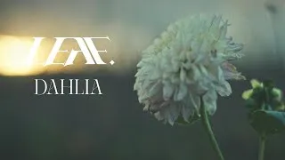 Miniature : LEAF. - Dahlia