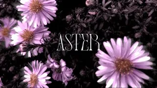 Miniature : LEAF. - Aster