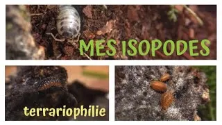 Miniature : Mes ISOPODES