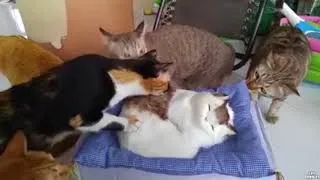 Miniature : ESSAYE DE NE PAS RIRE