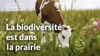 Miniature : Élevage : jusqu'où fertiliser les prairies sans fragiliser la biodiversité ? | Reportage