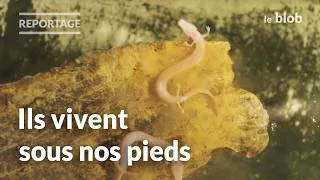 Miniature : Grottes en Ariège : un écosystème souterrain à découvrir et protéger | Reportage