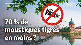 Miniature : Moustiques tigres : lâcher des mâles stériles sera-t-il efficace à Toulouse ? | Interviews