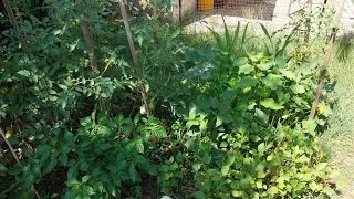 Miniature : Mon ptit potager la family 