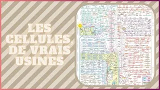 Miniature : Le métabolisme, le plan d’usine de nos cellule [LBDS 8]