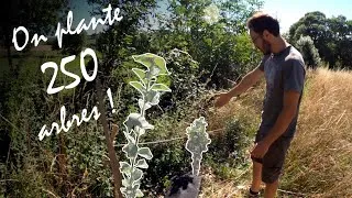 Miniature : On plante 250 arbres !