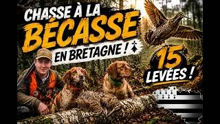 Miniature : Chasse à la Bécasse en Bretagne avec une Grosse Surprise à la Fin...🐗