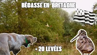 Miniature : Journée de Rêve en Bretagne à la Bécasse avec plus de 20 Levées et des Arrêts de Partout!!!