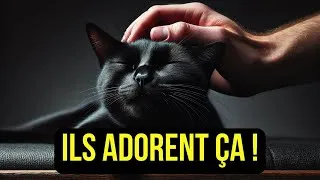Miniature : 10 choses que votre CHAT AIME PLUS que d'avoir des ANIMAUX DE COMPAGNIE !