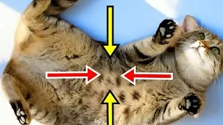 Miniature : La Vraie Raison Pour Laquelle Votre Chat Se Roule Devant Vous Va Vous Retourner L’Esprit ! ⚡🐾