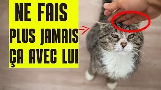 Miniature : 10 choses que les chats détestent plus que d'être portés ! 😾
