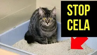 Miniature : Erreurs DANGEREUSES que FONT les Propriétaires de CHATS ! La Vie de Votre CHAT en Dépend ! 🔥